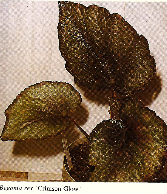 B. ‘Crimson Glow’